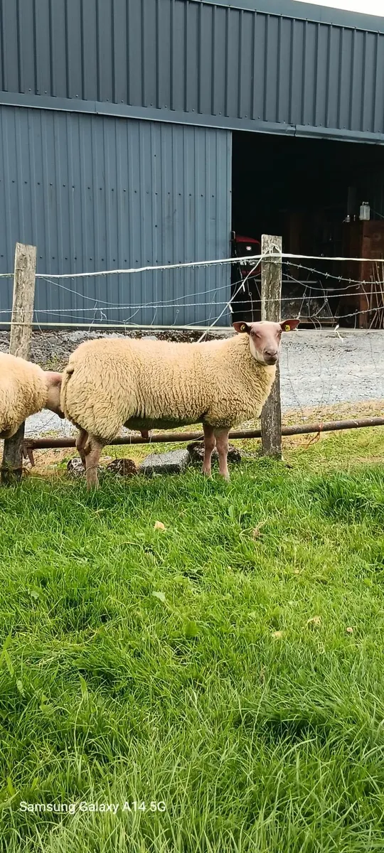🌟 Five Star Rouge Ram Lambs SIS approved 🌟 - Image 2