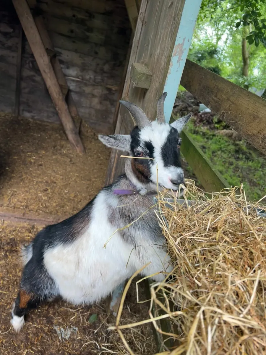 Pygmy Goats - Image 2