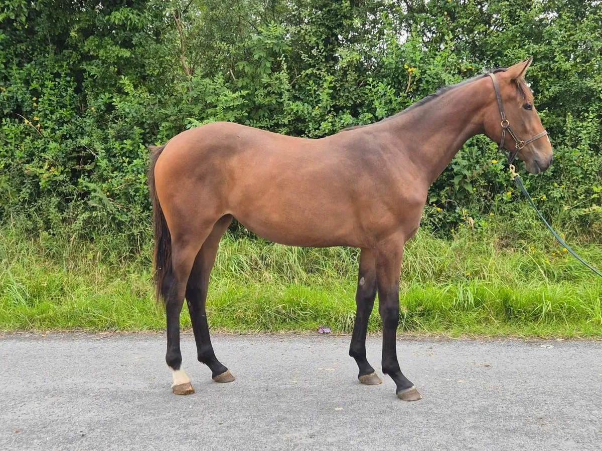 Carrick Quidam De Revel Yearling Filly - Image 1