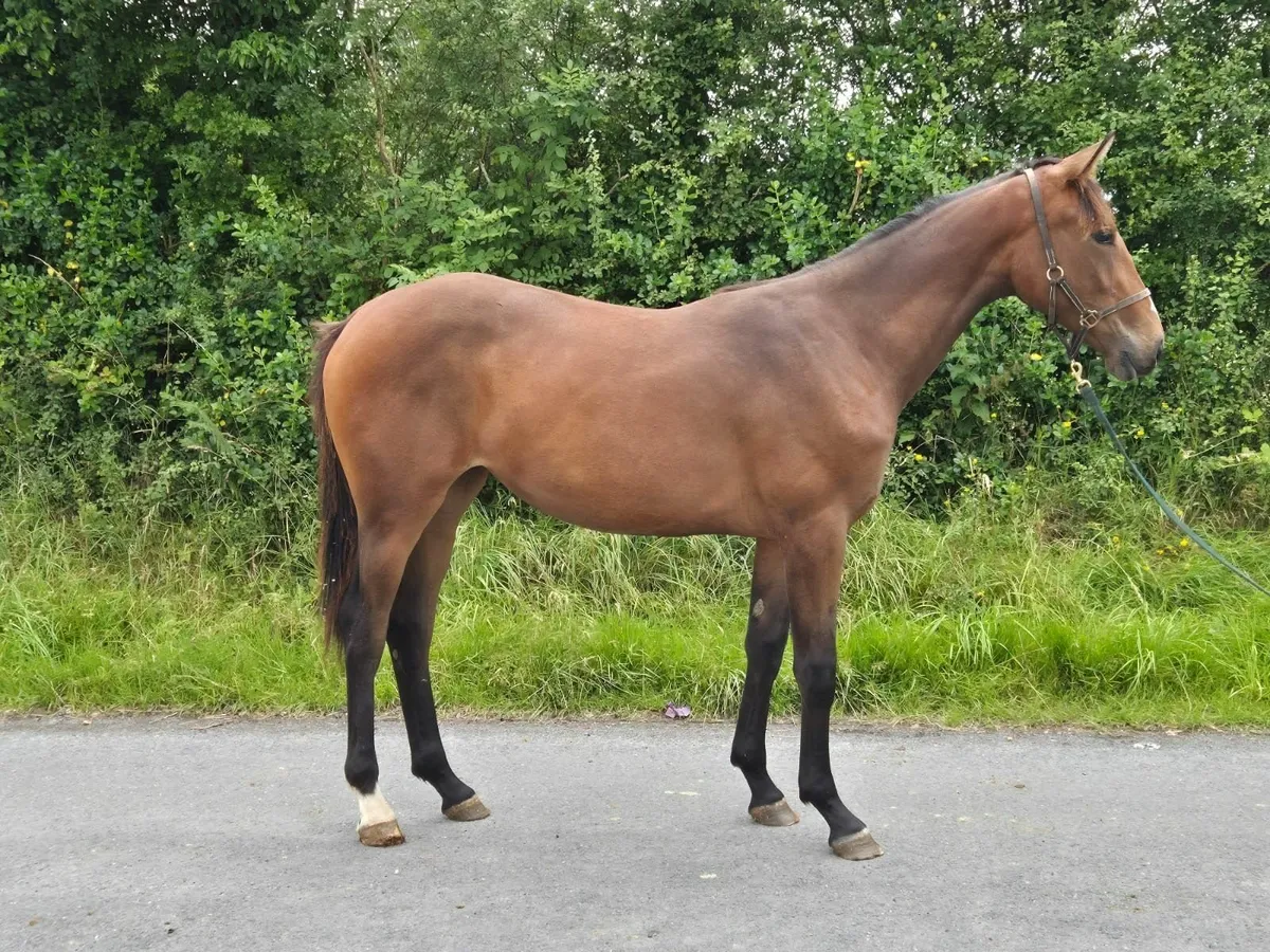 Carrick Quidam De Revel Yearling Filly - Image 2