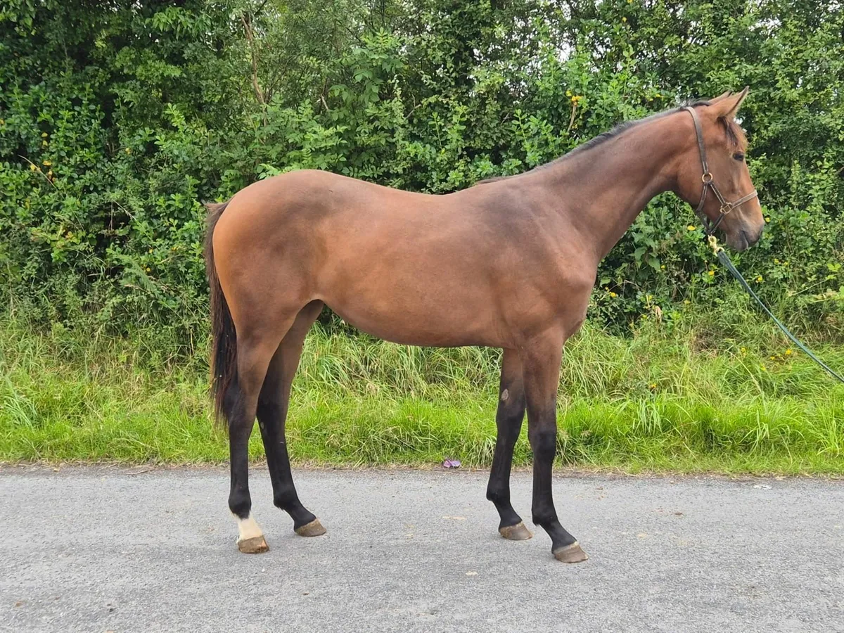 Carrick Quidam De Revel Yearling Filly - Image 3