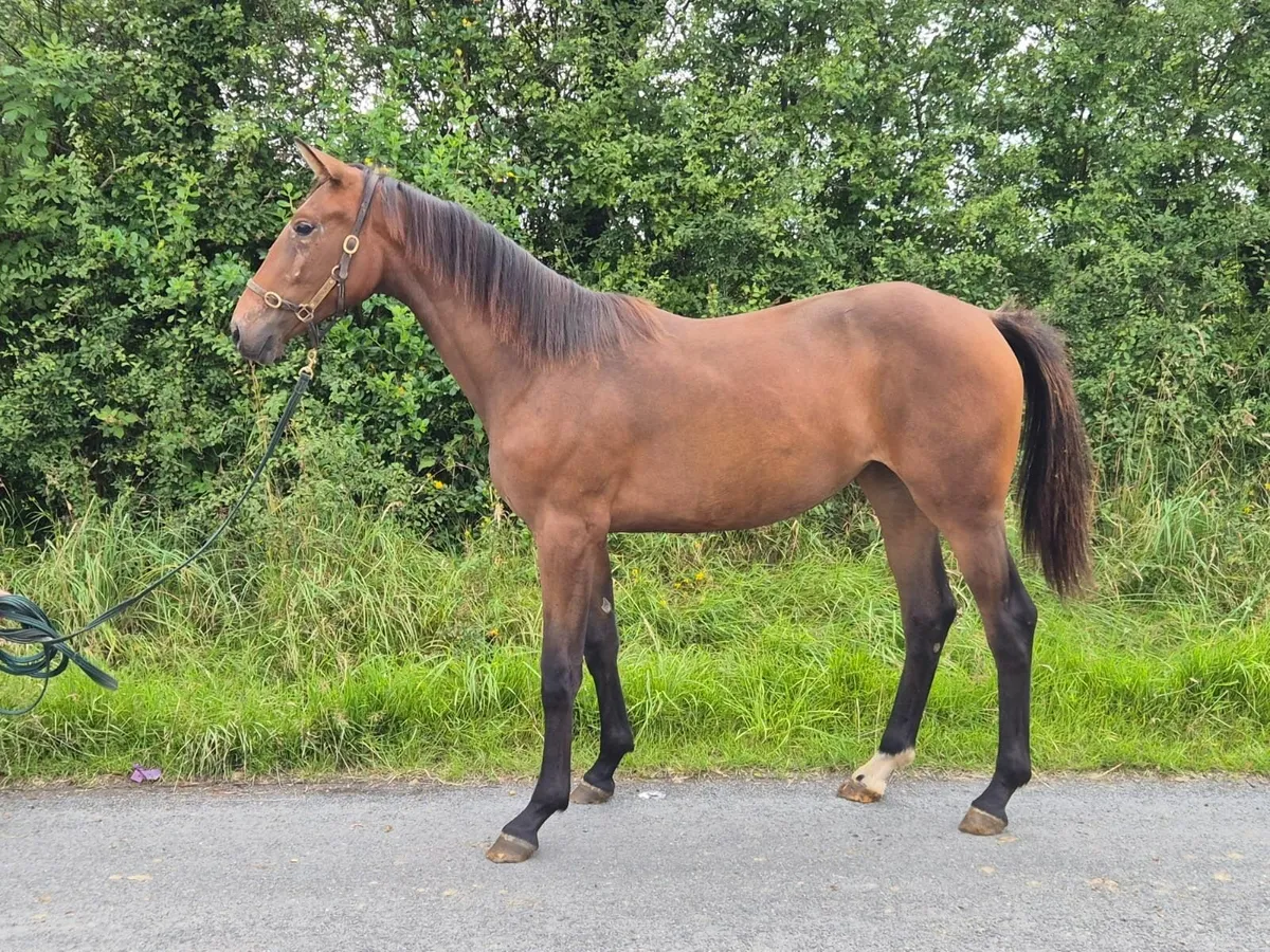 Carrick Quidam De Revel Yearling Filly - Image 4