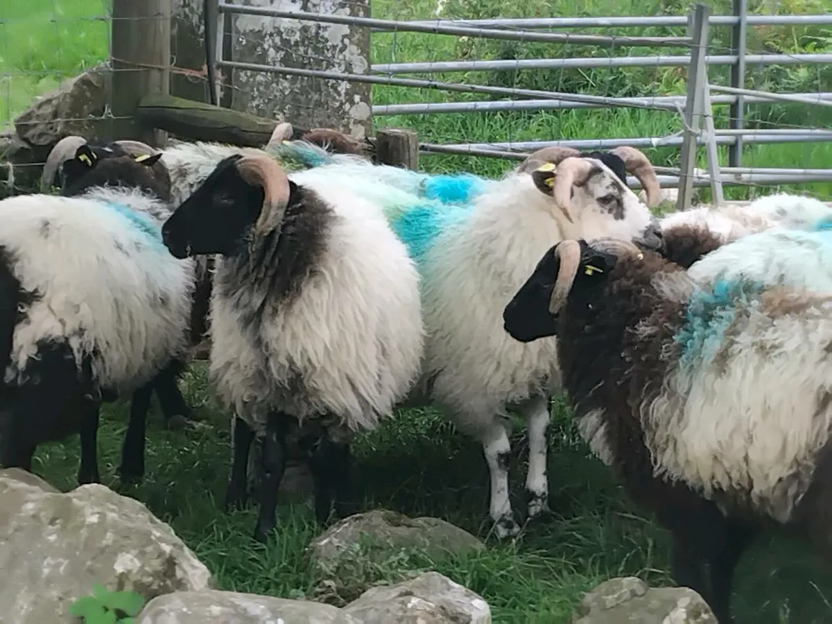 22 Ram Lambs - Image 2