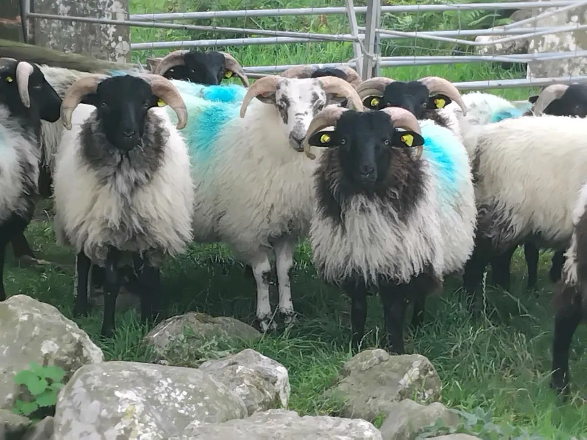 22 Ram Lambs - Image 3