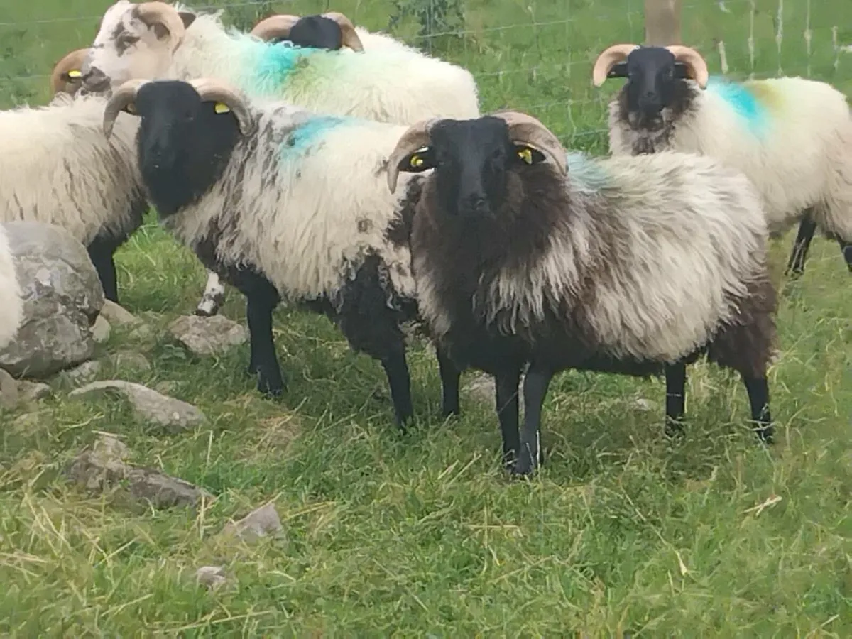22 Ram Lambs - Image 4