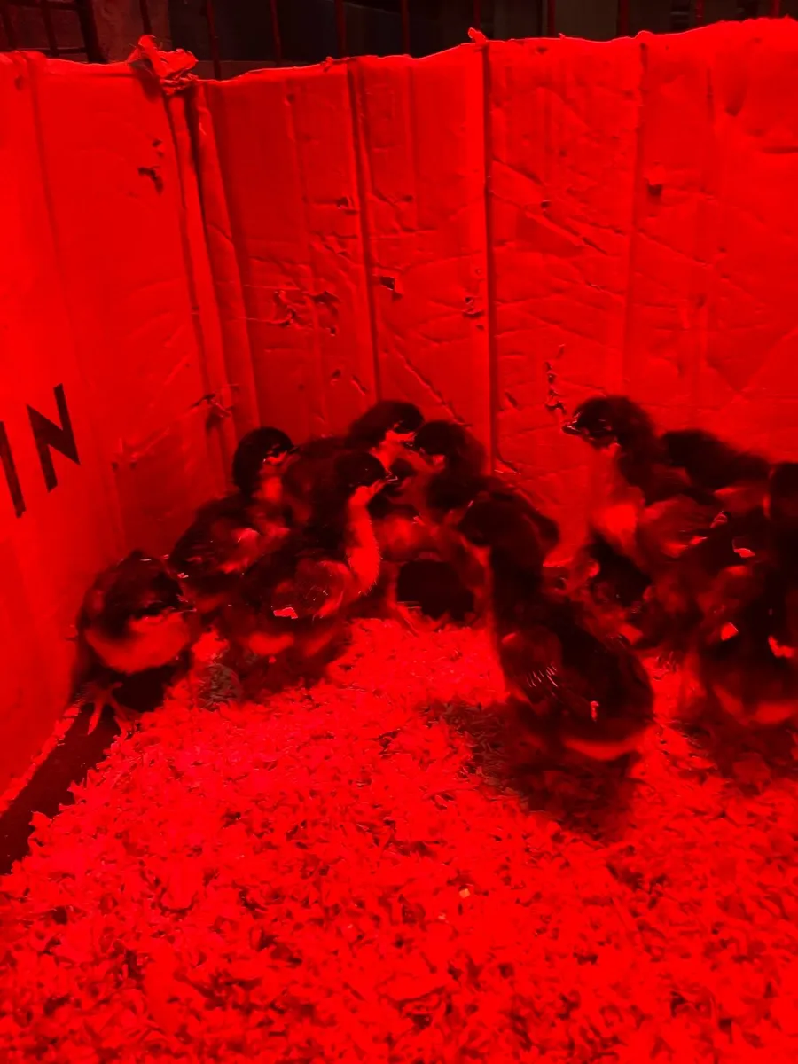 A mixture of poultry - Image 1