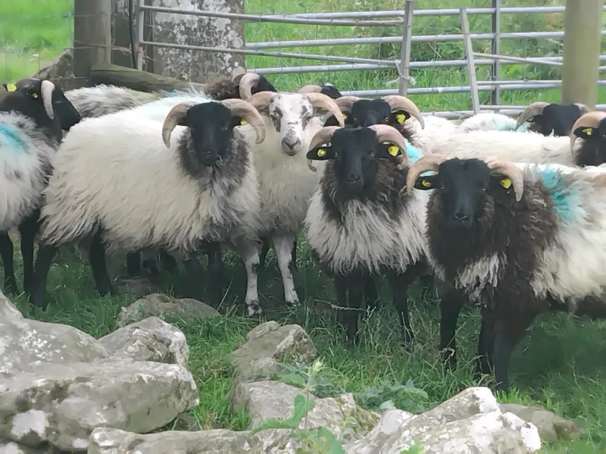 22 Ram Lambs - Image 1