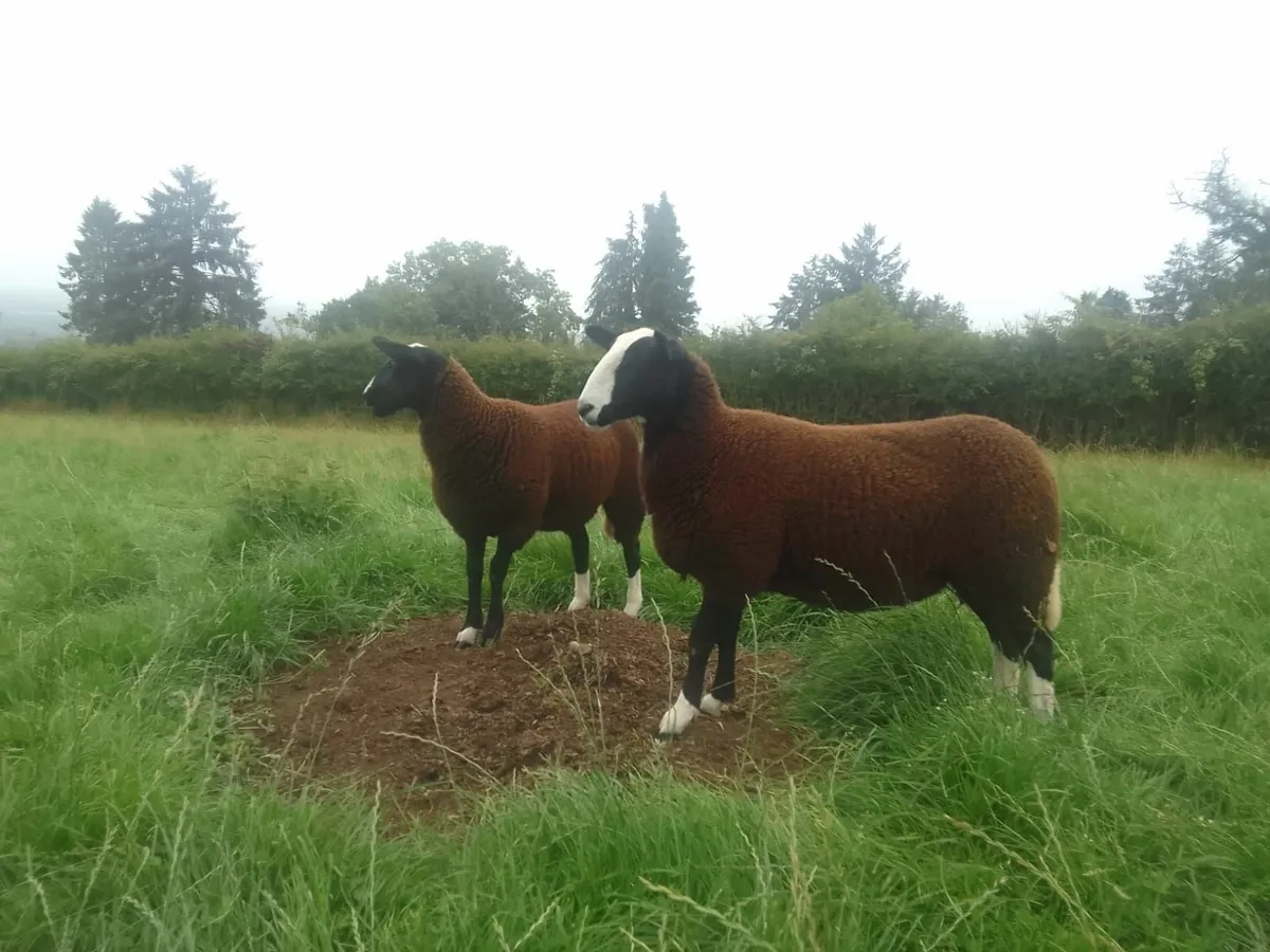 PBR Zwartbles Ewe  Lambs - Image 2
