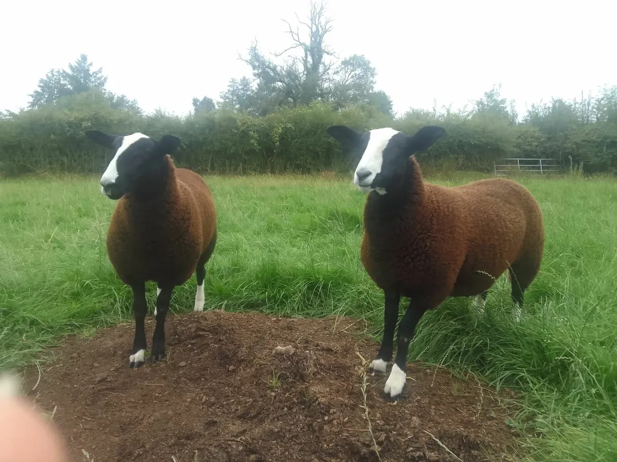 PBR Zwartbles Ewe  Lambs - Image 3