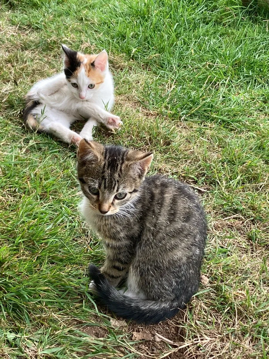 Darling Kittens for sale - Image 1