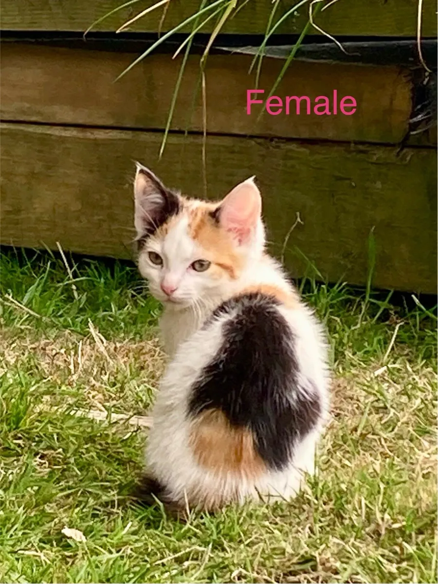 Darling Kittens for sale - Image 2