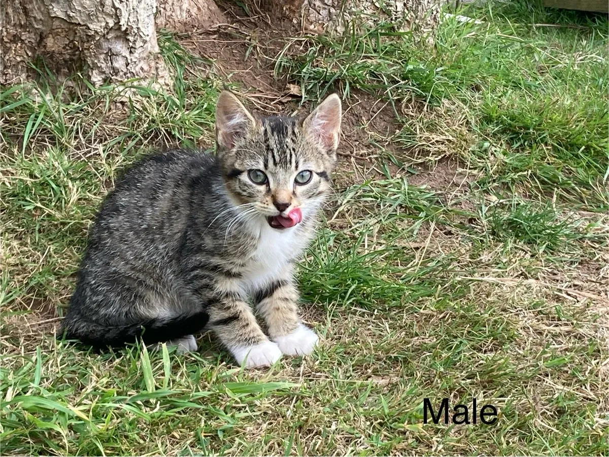 Darling Kittens for sale - Image 3
