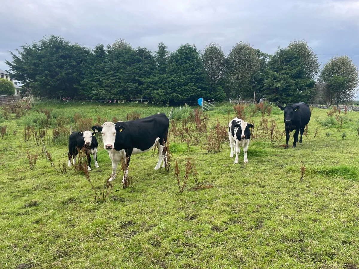 Cows and Calfs - Image 1