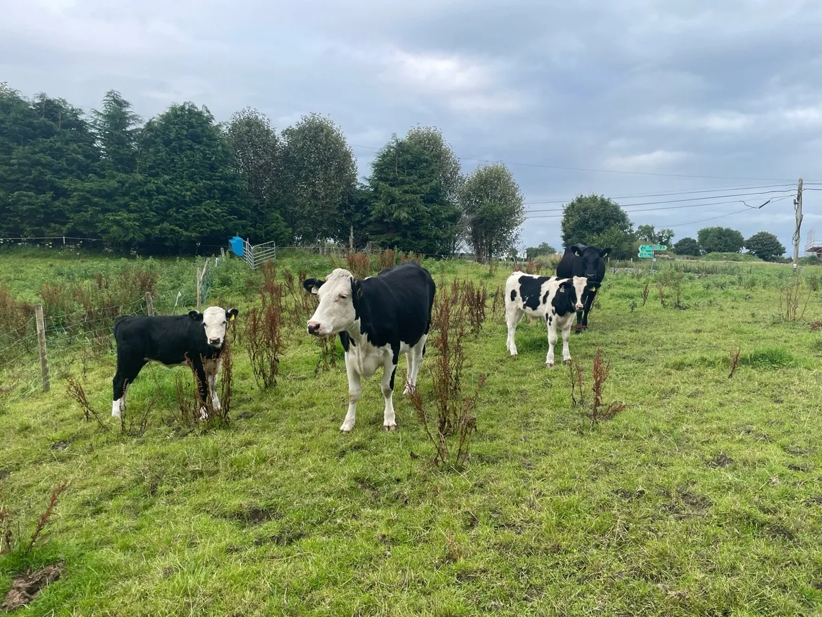 Cows and Calfs - Image 2