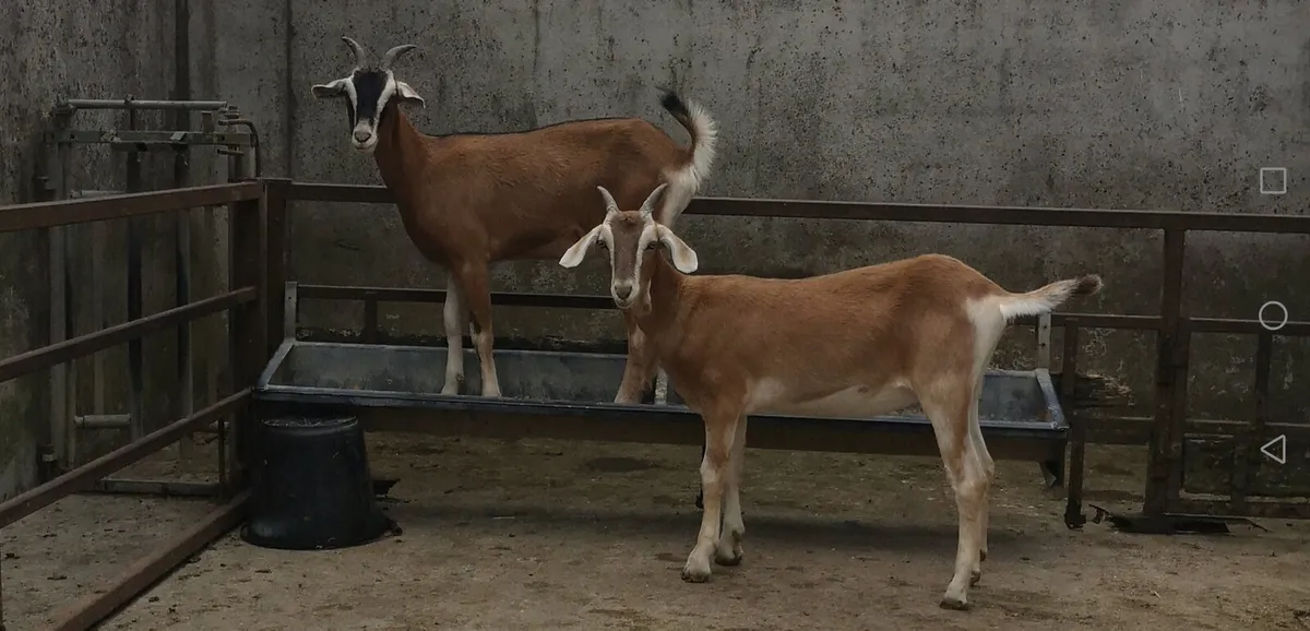 Buck & 2 Shes - Image 1