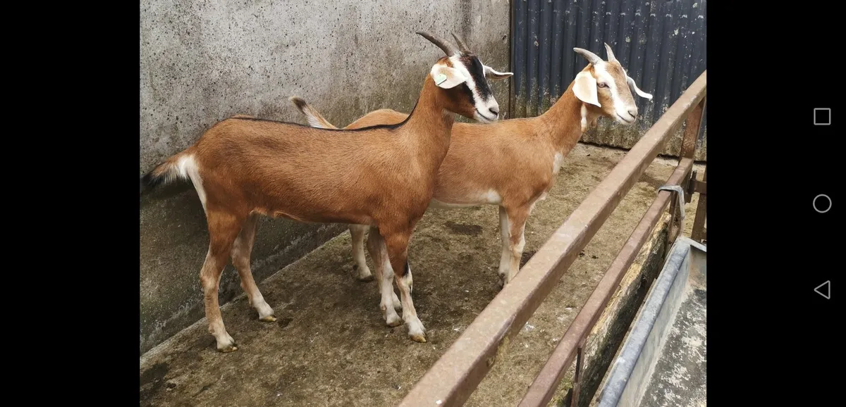 Buck & 2 Shes - Image 4