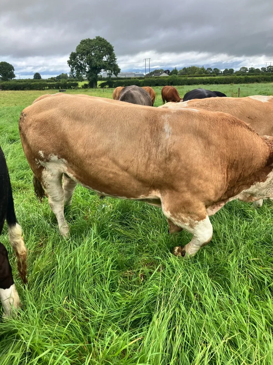 Pedigree Simmental bull - Image 1