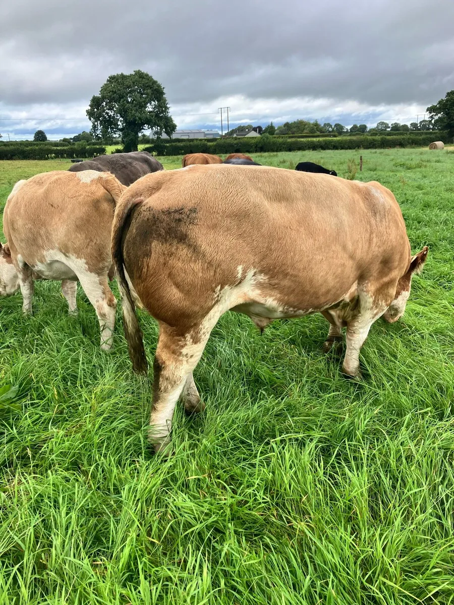Pedigree Simmental bull - Image 2