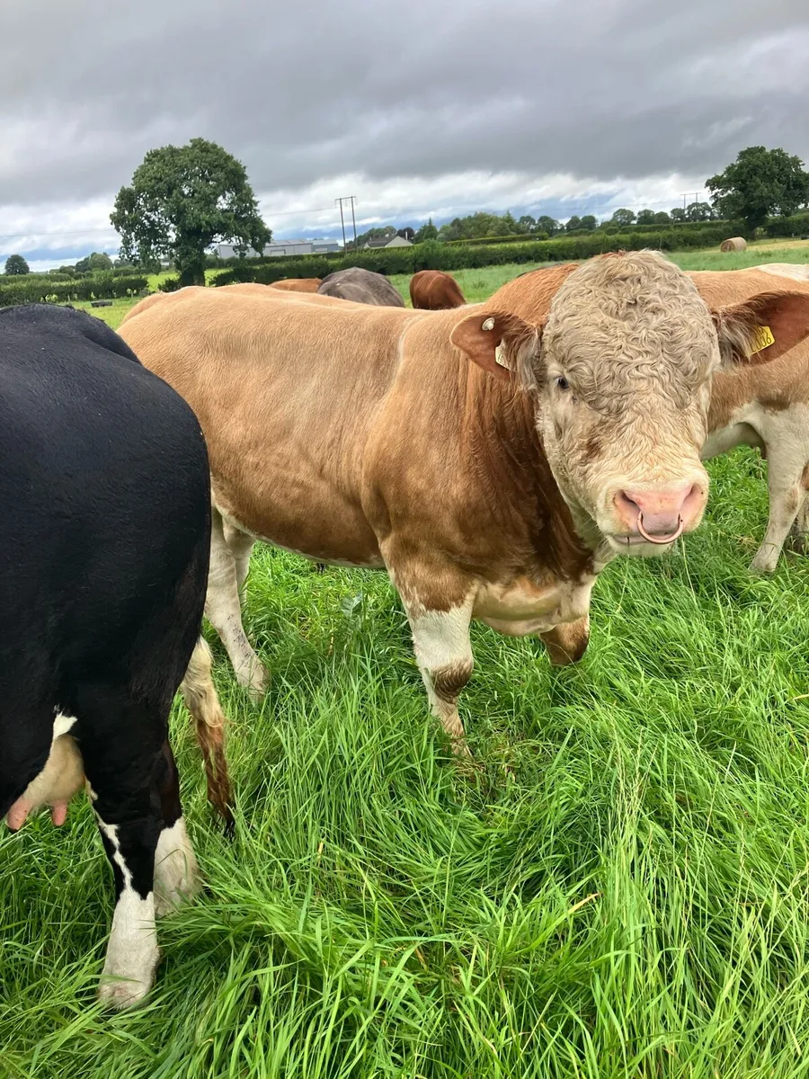 Pedigree Simmental bull - Image 3
