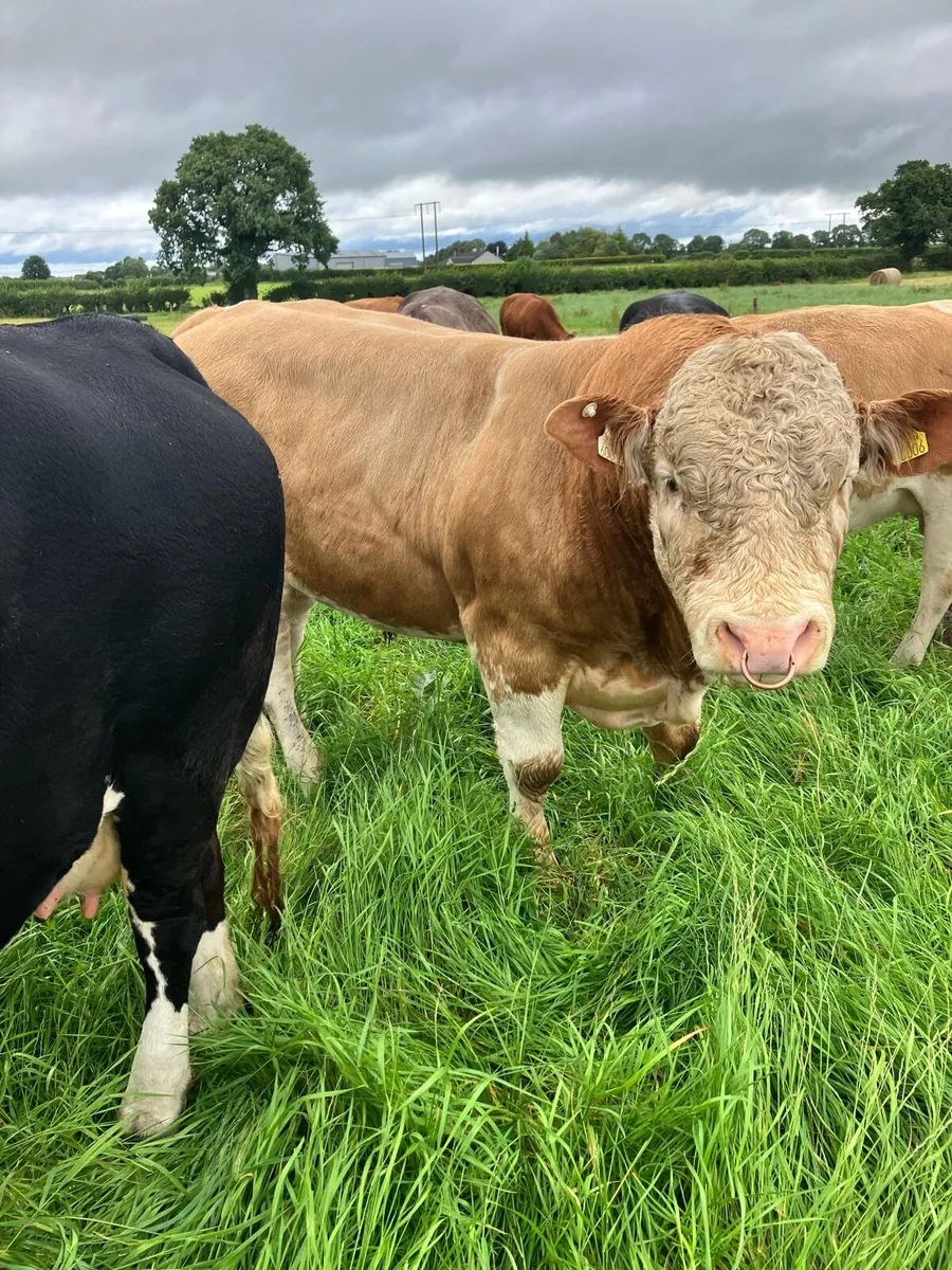 Pedigree Simmental bull - Image 4
