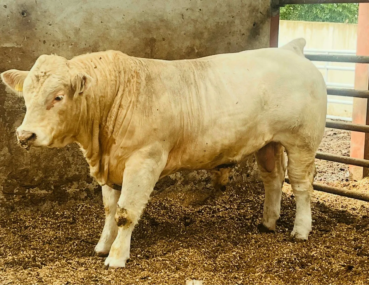 Pedigree Charolais Bull - Image 1