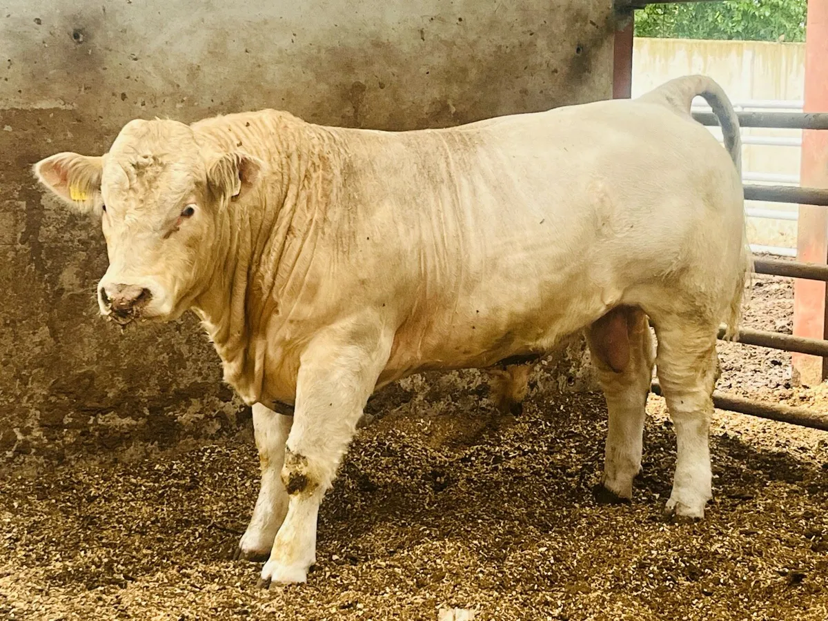 Pedigree Charolais Bull - Image 2