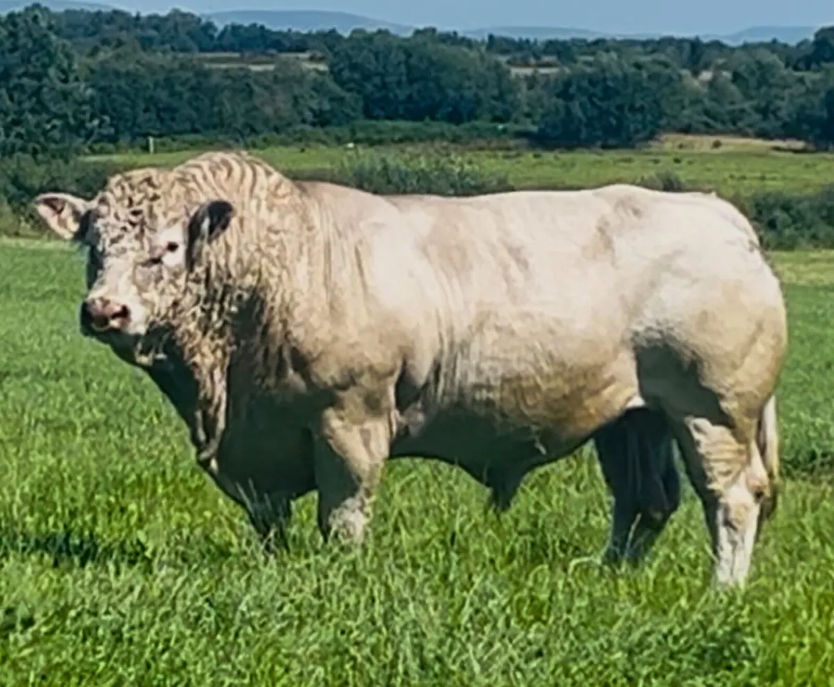 Pedigree Charolais Bull - Image 3