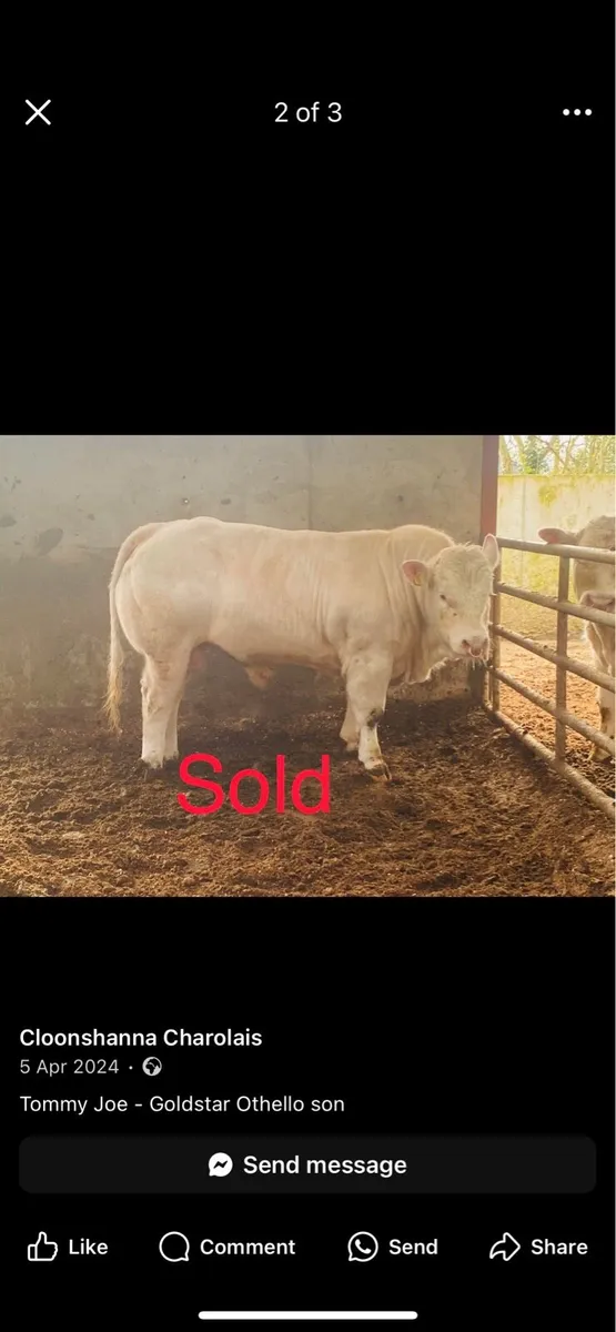 Pedigree Charolais Bull - Image 4