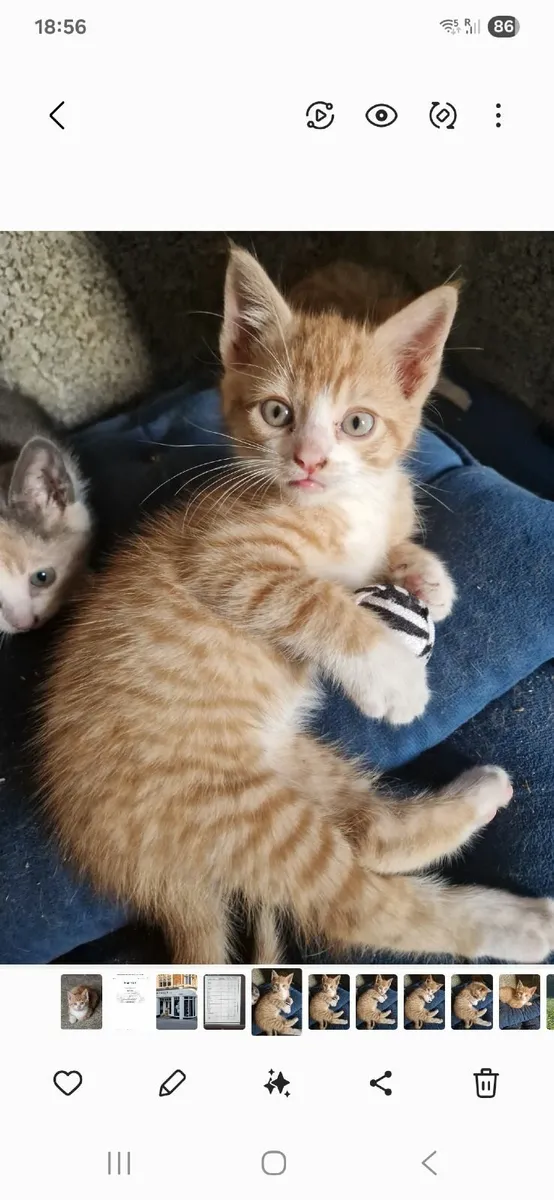 Kittens - Image 2