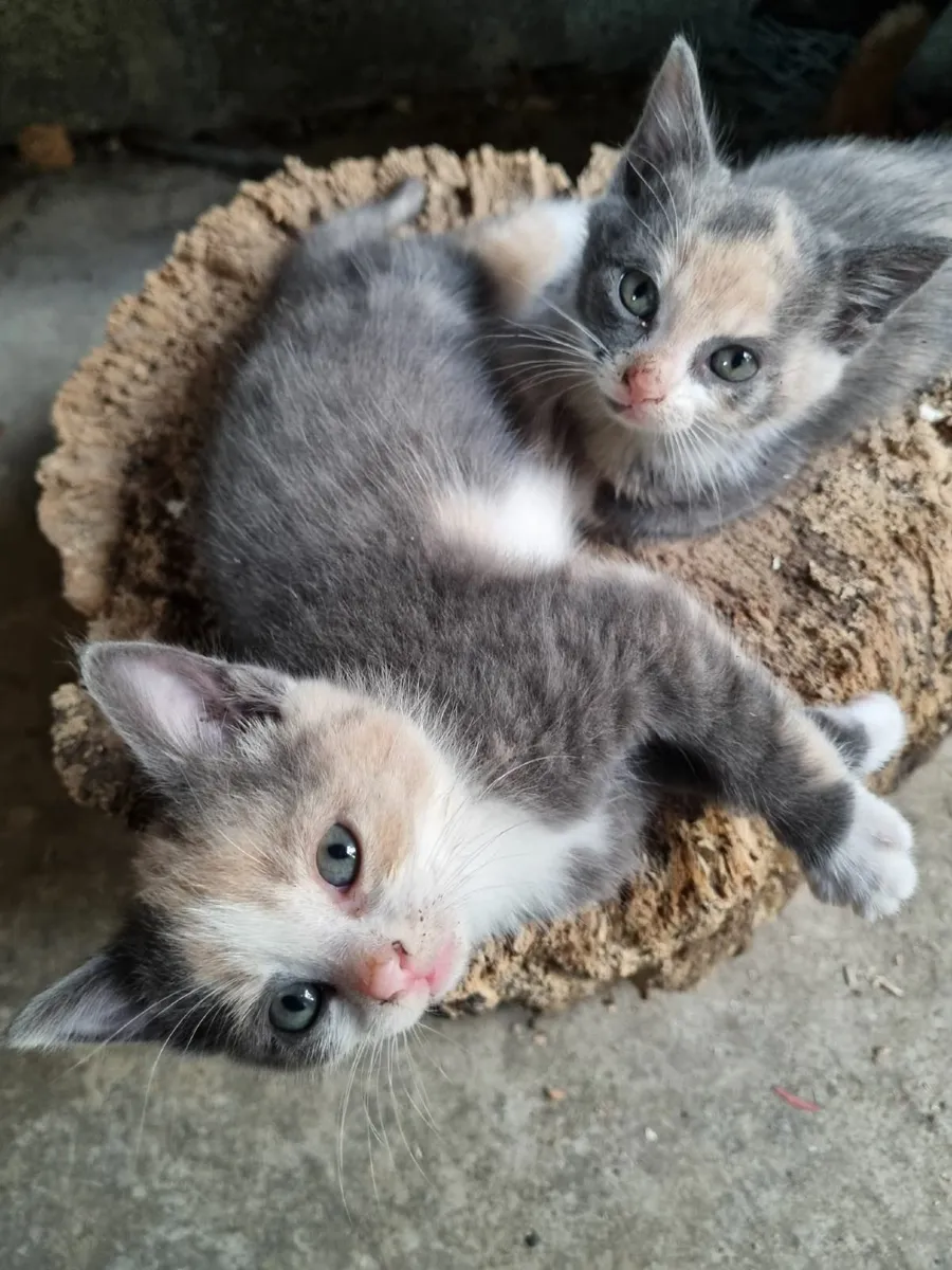 Kittens - Image 3