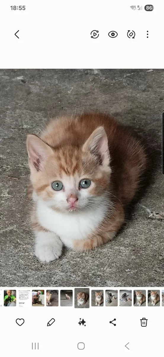 Kittens - Image 4