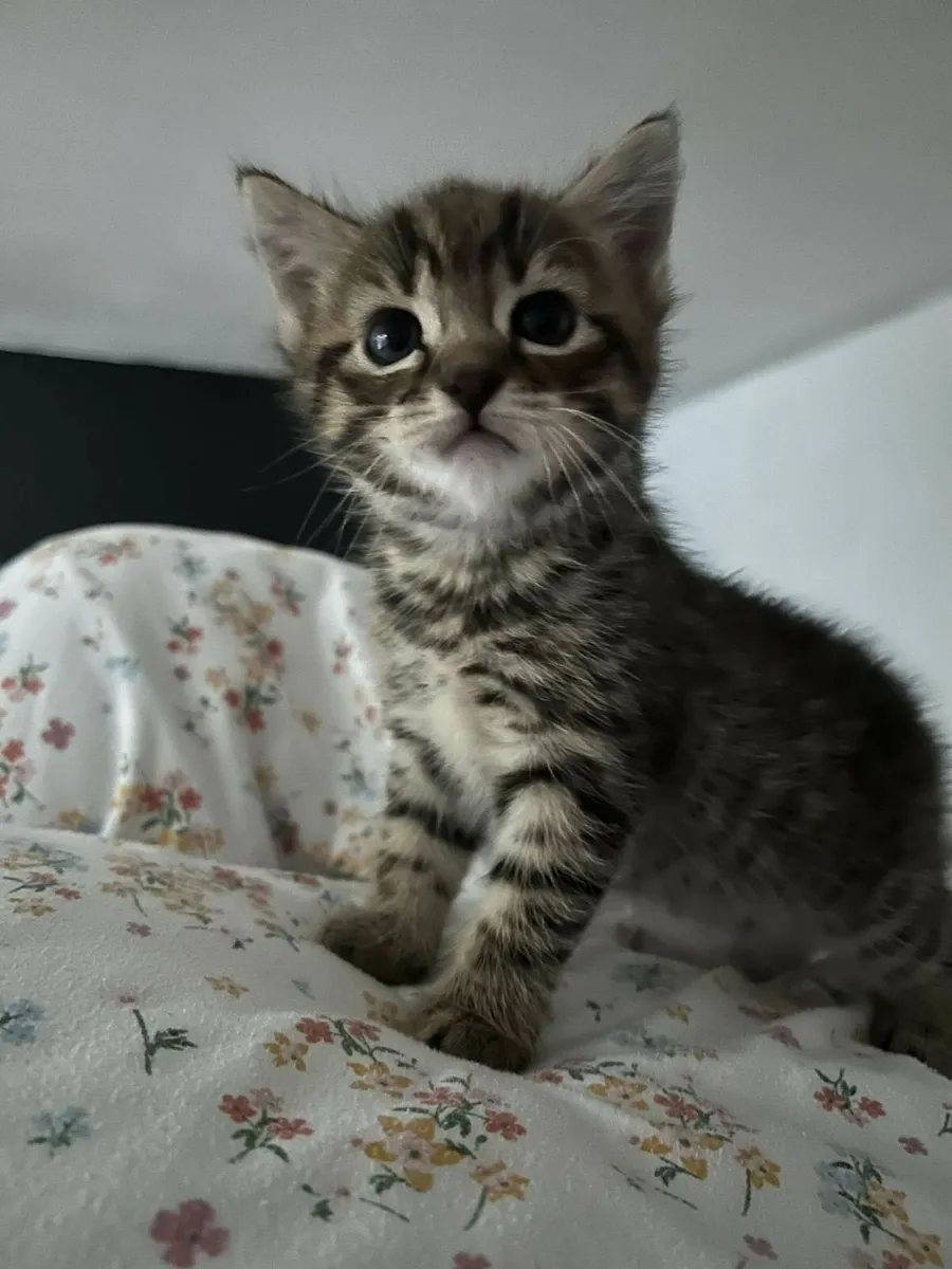 Kittens - Image 1