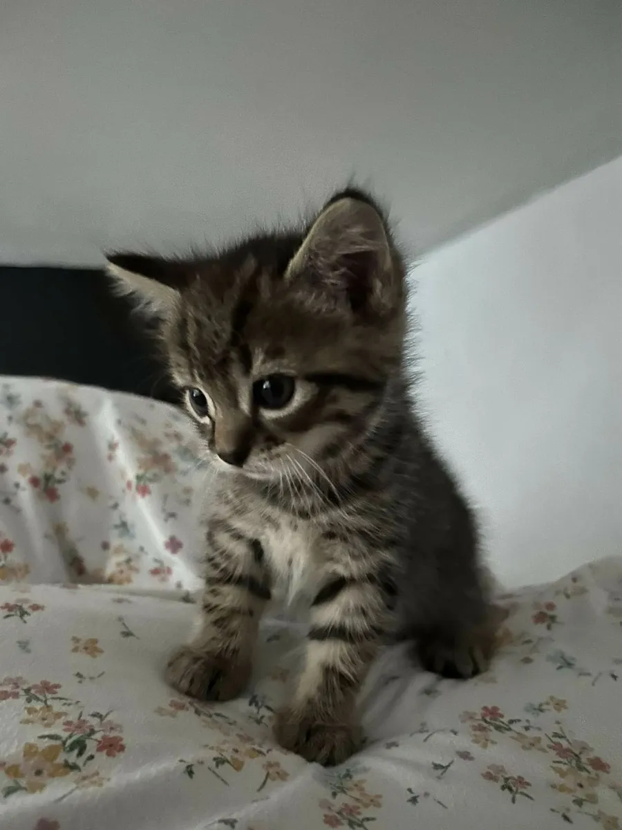 Kittens - Image 2