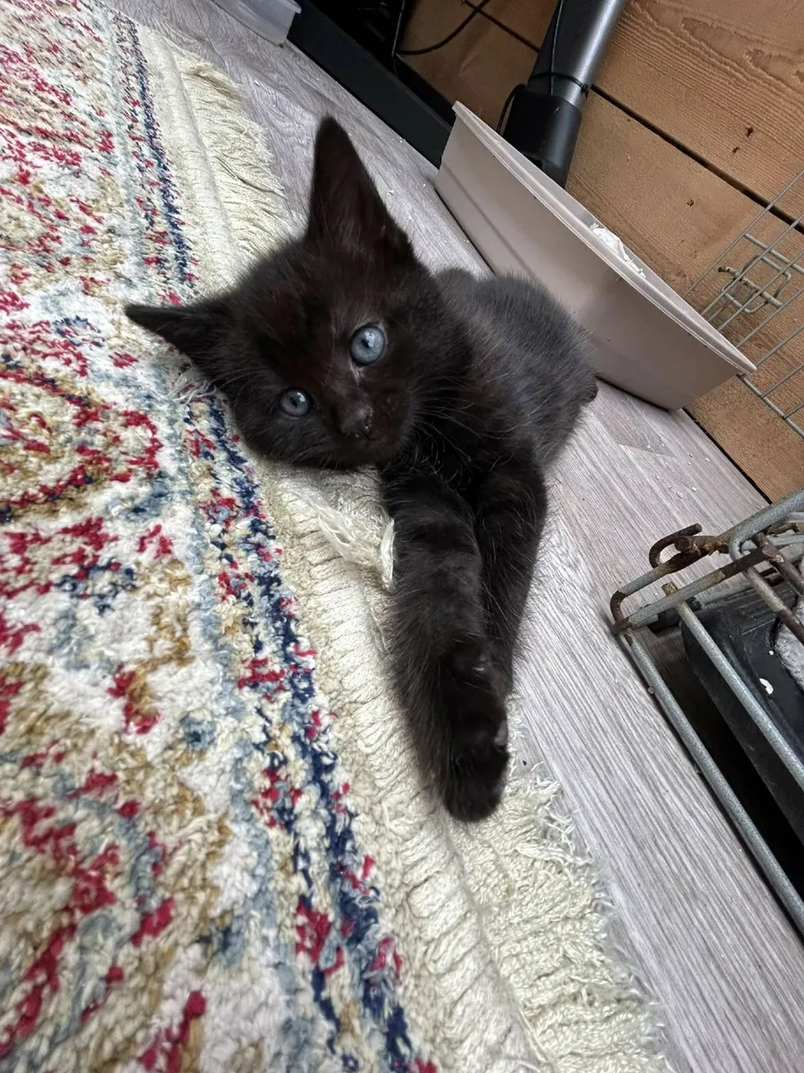 Kittens - Image 4