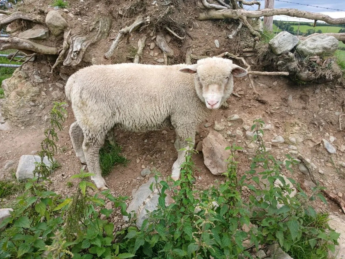 Dorset ram lamb - Image 1