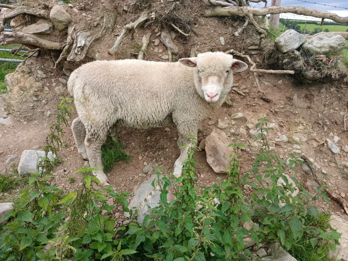Dorset ram lamb - Image 2