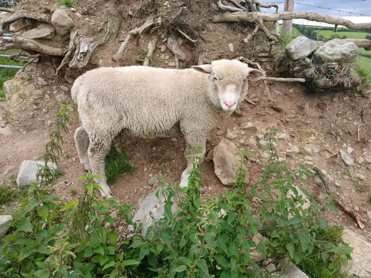 Dorset ram lamb - Image 3