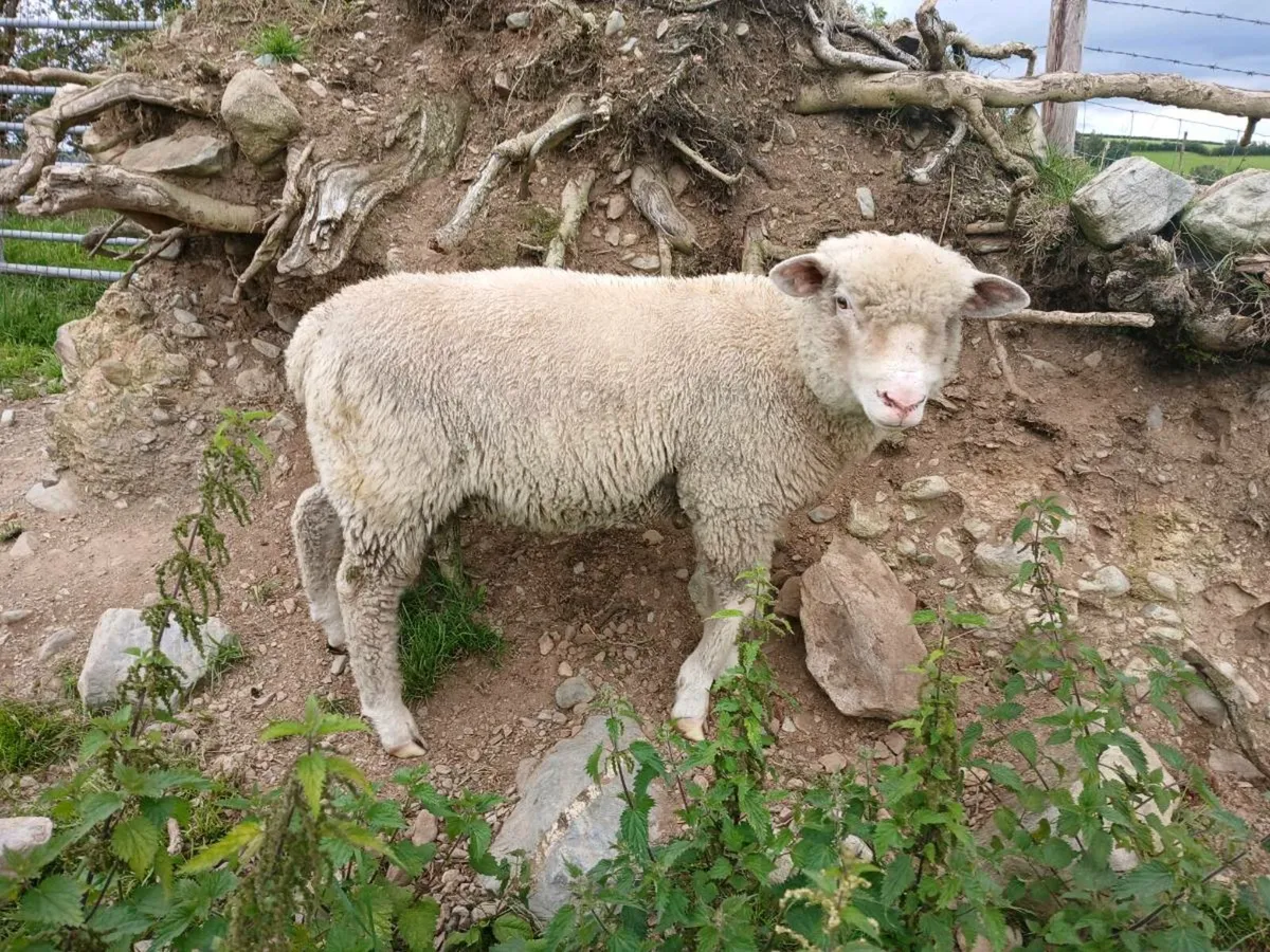 Dorset ram lamb - Image 4