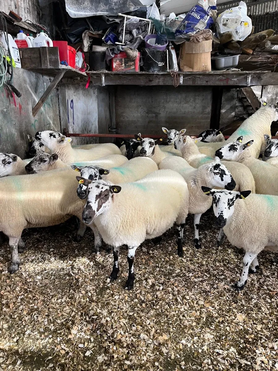 Coolaney sheep sales Co.Sligo - Image 1