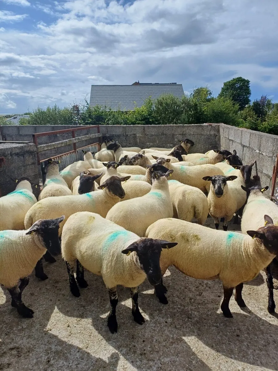 Coolaney sheep sales Co.Sligo - Image 2