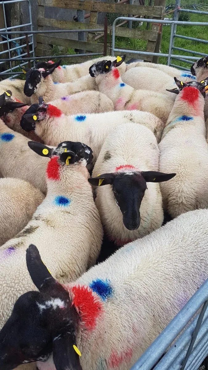 Coolaney sheep sales Co.Sligo - Image 3