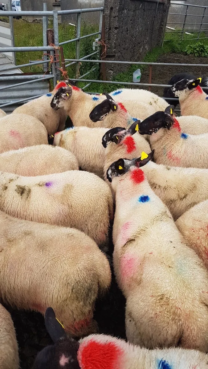 Coolaney sheep sales Co.Sligo - Image 4