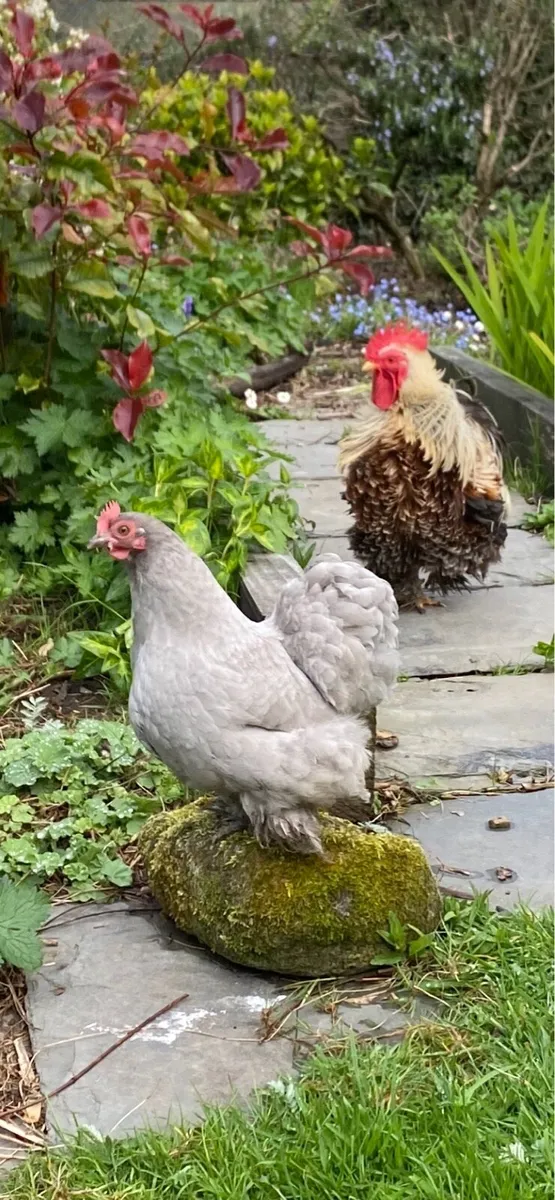 Pekin Bantam - Image 1