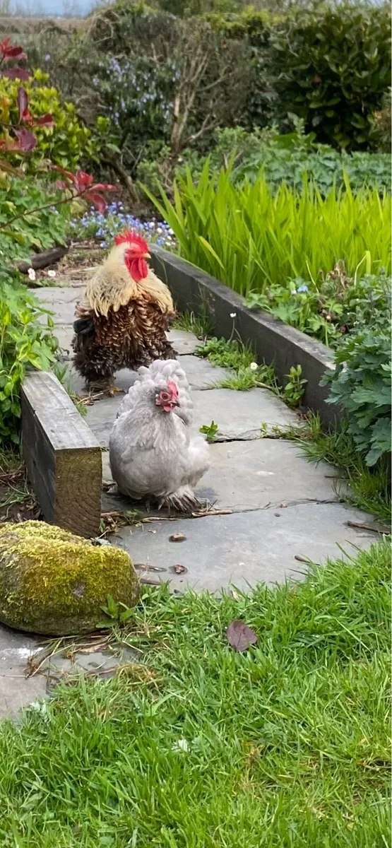 Pekin Bantam - Image 2