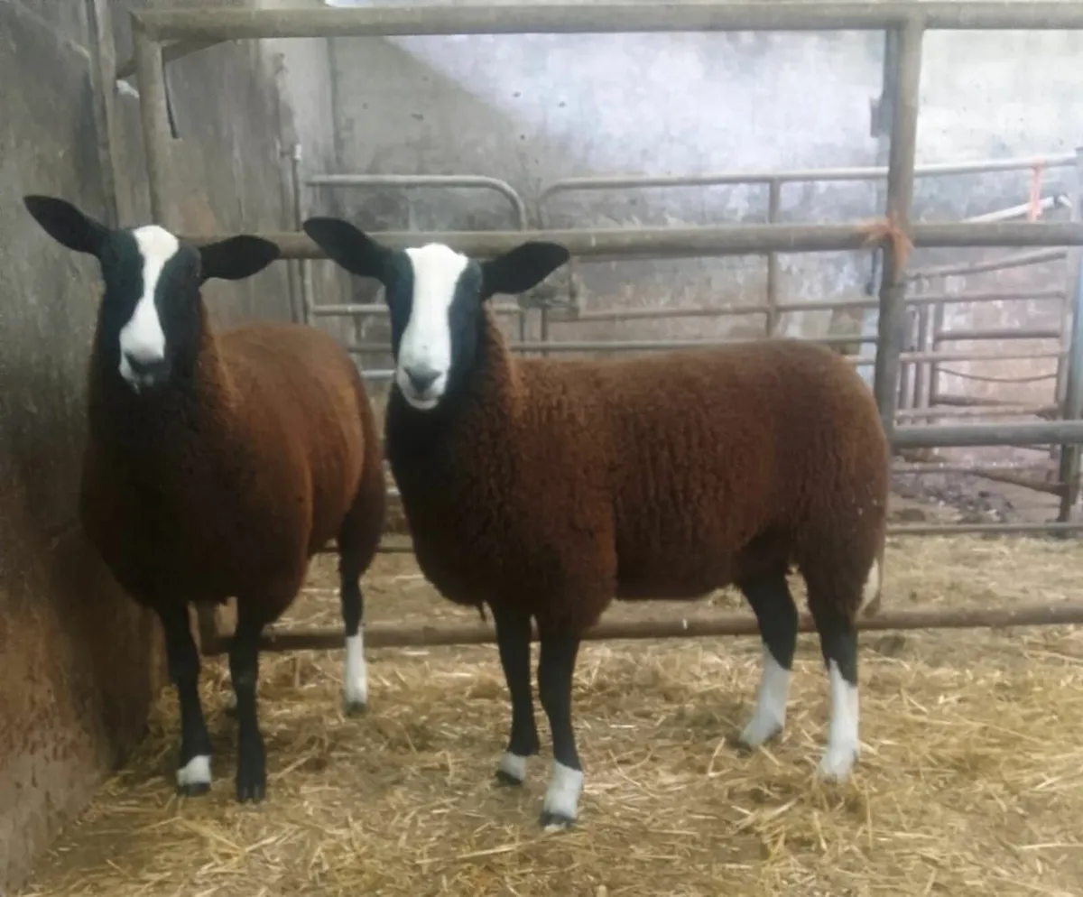 PBR Zwartbles Ewe  Lambs - Image 1