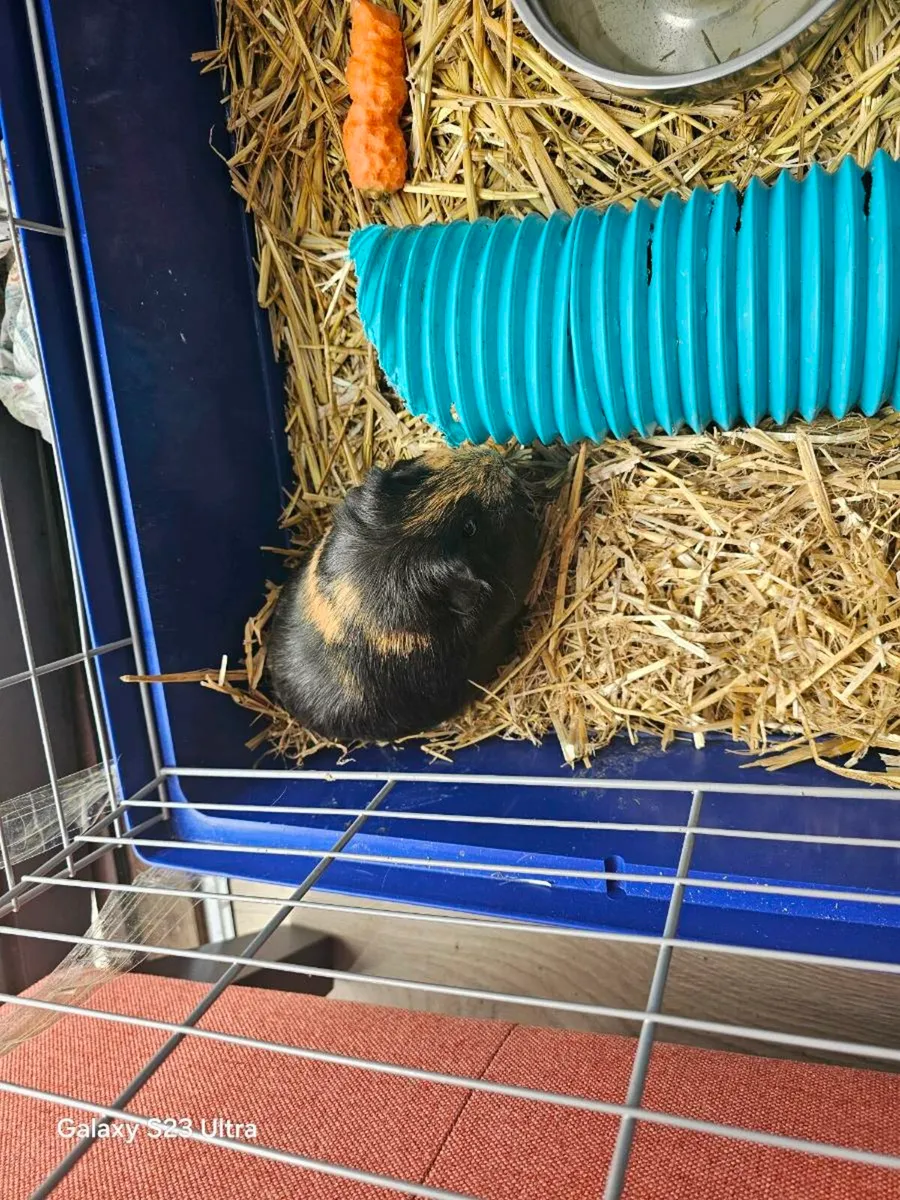 Two guinea-pigs - Image 1