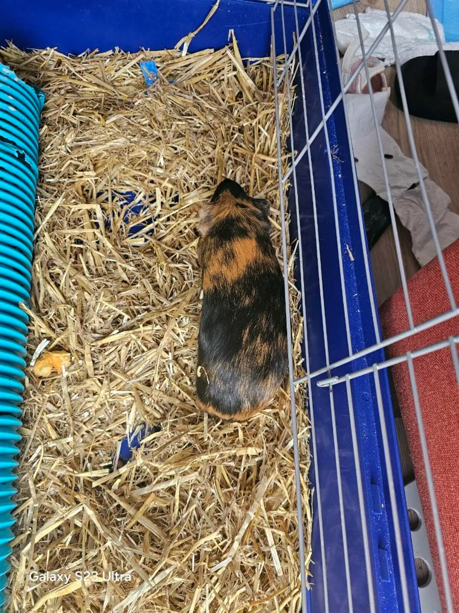 Two guinea-pigs - Image 2