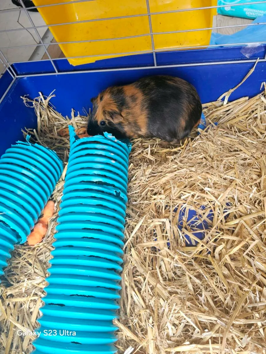 Two guinea-pigs - Image 3
