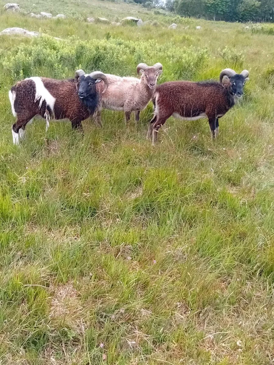 Soay rams - Image 1