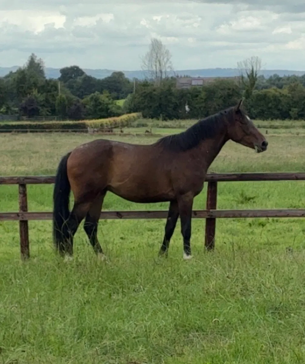 3 year old 16.2 Enaghan Cavalier gelding - Image 1